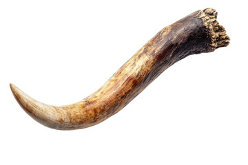 A curved ancient tusk rests on a white background, showcasing nature&rsquo;s artistry isolated on transparent background
