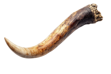 A curved ancient tusk rests on a white background, showcasing nature’s artistry isolated on transparent background
