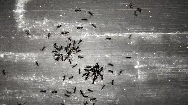 Line of worker ants marching in search of food on white background animation. Ant insect, emmet insects Pismire. Teamwork Pest snthill. Ant insects randomly crawling over screen