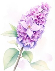 Obraz premium Watercolor illustration of purple flowers