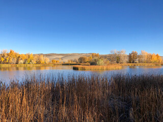 A serene lake reflecting golden autumn trees, surrounded by desert dunes in Idaho. A stunning mix of water, fall foliage, and arid hills under a clear blue sky.
