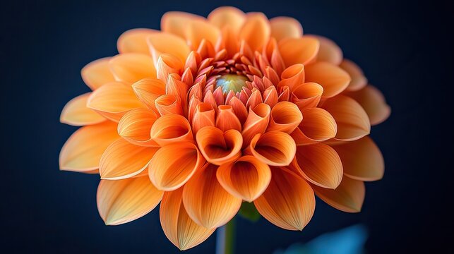 Vibrant orange dahlia blooms against black, showcasing intricate petals for Valentine's, Women's, or Spring celebrations.