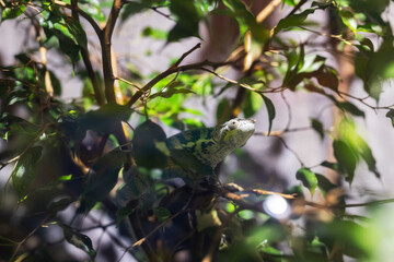 Primo piano a Camaleonte, Acquario di Genova, Liguria, Italia, Europa