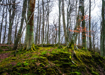 Las Otominski, Kaszuby