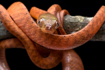 Close up of a Baby red boiga
