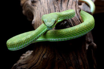 Lesser Sunda pit viper (Trimeresurus insularis) in black background