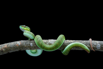 Lesser Sunda pit viper (Trimeresurus insularis) in black background