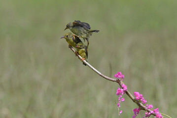 Scarlet headed flowerpecker are feeding their chicks