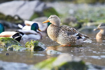 mallard duck standing in water 
