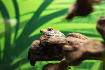 Raganella del Latte Amazzonica, Acquario di Genova, Liguria, Italia, Europa