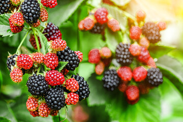 A bunch of ripe blackberry fruits on a branch with green leaves.Ripe blackberry fruits in the garden or forest.Blackberry harvest.