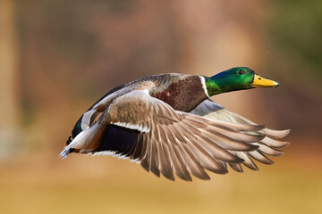 mallard duck in flying in air