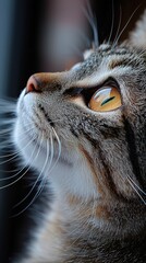 Cat gazes upwards with piercing eyes while light reflects off its fur in a cozy indoor setting during the afternoon