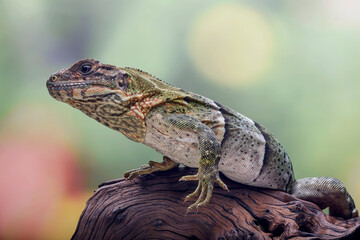 Black spiney tailed iguana on a tree log