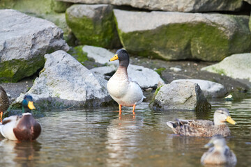 mallard duck standing in water 