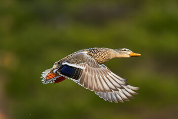 mallard duck in flying in air