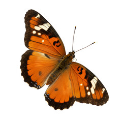 butterfly isolated on white. clipping without background