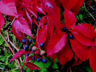 Red Leaves and its Blue Berries