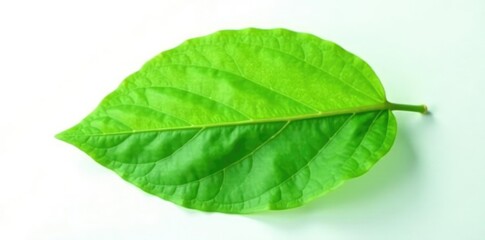 Obraz premium Delicate green leaf isolated on white background, naturephotography, flora