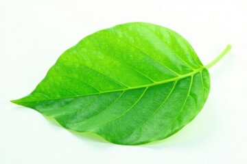 Obraz premium Delicate green leaf isolated on white background, verdant, plant, leafy