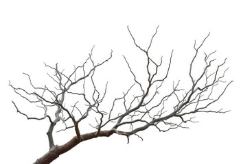 Fototapeta premium Bare, gnarled branches isolated against a pure white backdrop, organic, texture