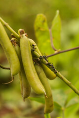 ant and green bean pods