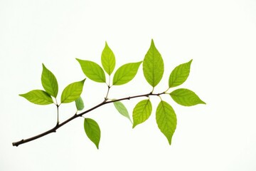 Delicate branches with leaves isolated on white background, branch, focus