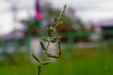 stingky bugs breeding on a green leaf