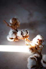 Cotton branch on a table in a ray of light