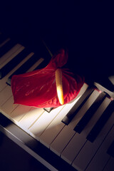 Red Anthurium (Anthurium) in a ray of light on the piano keys