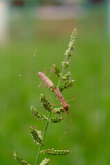 stingky bugs breeding on a green leaf