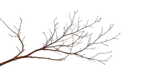 Intricate, bare branches isolated against a pure white backdrop, shape, tree