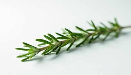 Naklejka premium Long and thin sprig of rosemary on a plain white surface, simple, herb