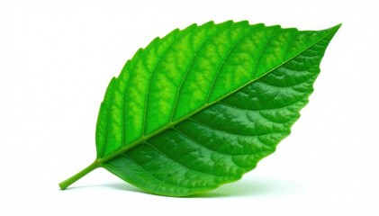 Fototapeta premium isolated leaf with veins and stem isolated on white background, plant detail, leaves