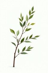 Obraz premium Long isolated branches with leaves on white background, wood, simple