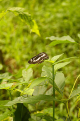 butterfly on a green leaf