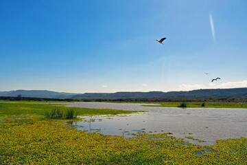 Scenic Wetland with Birds in Flight Over a Tranquil Lake