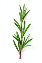 Isolated sprig of rosemary on white background, nature, single