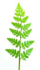 Isolated stem of a fern plant with fronds on white background, green, fernonly