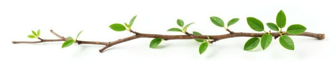Obraz premium Long wooden branch with green leaves and twigs isolated on white background, isolated, twig