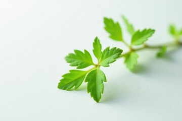 Small green plant with delicate leaves on a white background, flower, herb