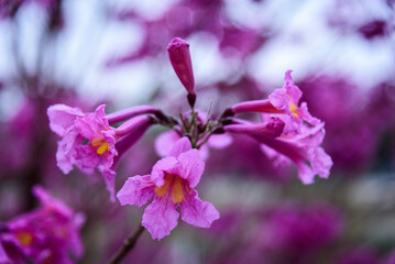 The Tabebuia impetiginosa in full bloom in spring. 