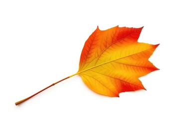 Single autumn leaf isolated on white background, illustration, object