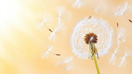 Obraz premium Delicate Dandelion Seeds Illuminated By Soft Light