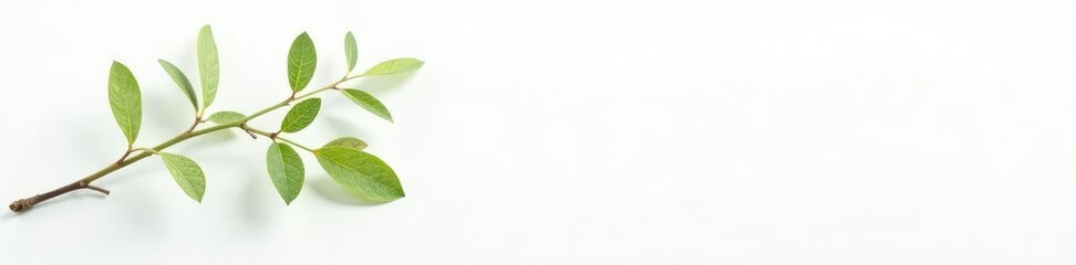Naklejka premium Single branch with delicate leaves against white background, foliage, white