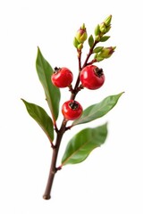 Small isolated branch with berries and buds on white background, small branch, nature, branch details