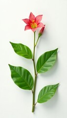 Solitary stem with lush green leaves isolated on white background, isolation, flower, foliage