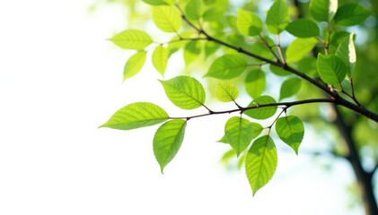 Obraz premium Tree branches with leaves isolated on white background, branches, minimalist, natural
