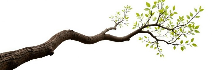 Fototapeta premium Twisted tree branch isolated on white background, natural, texture, wood