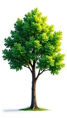 Obraz premium Tree isolated on white background with a few subtle leaf shadows, leafy, foliage